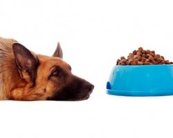 Cosa fare se con il caldo il cane mangia poco?