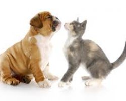 Parassiti intestinali nei cani e nei gatti