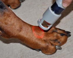 La laser terapia nella cura delle patologie canine