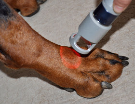 La laser terapia nella cura delle patologie canine
