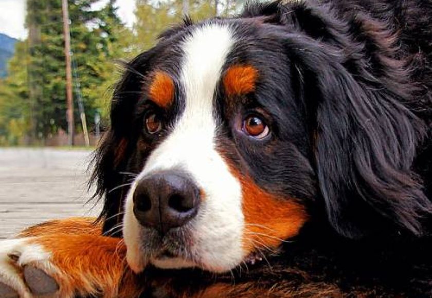 BavaroDelBernese