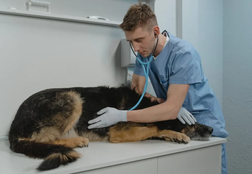 Come garantire il benessere del cane durante la visita dal veterinario