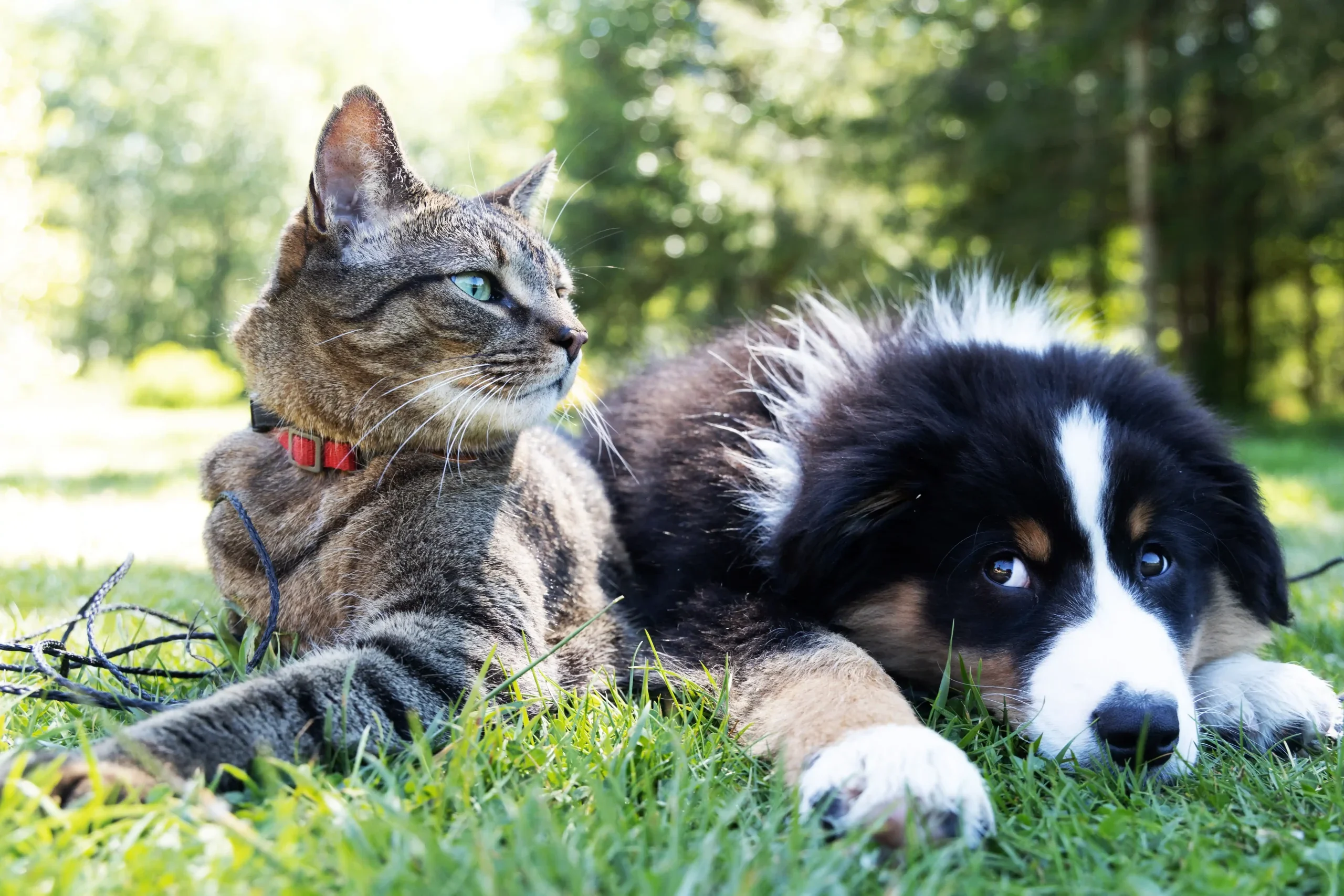 Dichiarazione Universale Dei Diritti Degli Animali