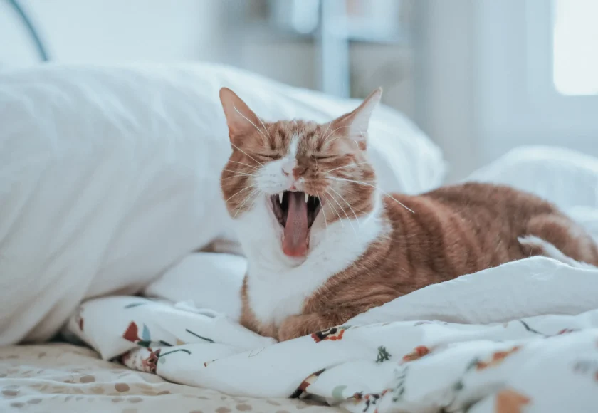 Il Gatto non è un piccolo cane