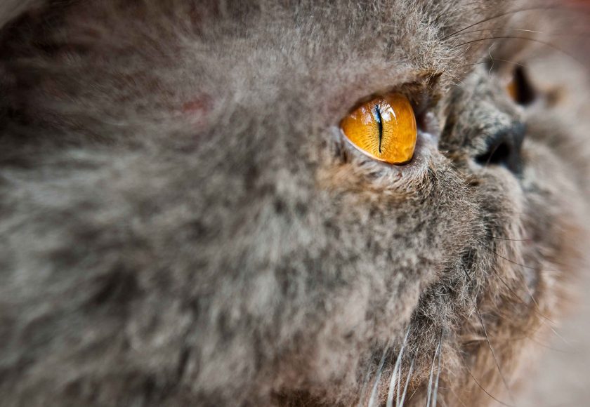 Mastocitoma cutaneo nei cani e nei gatti