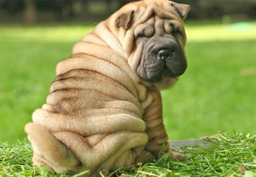 Sharpei